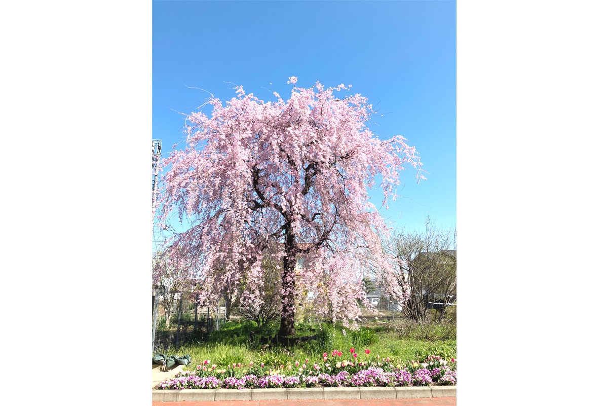 しだれ桜